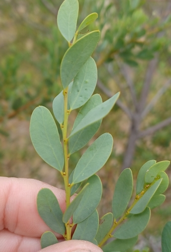 Image of Acacia brachybotrya by (c) Peter Crowcroft, some rights reserved (CC BY)