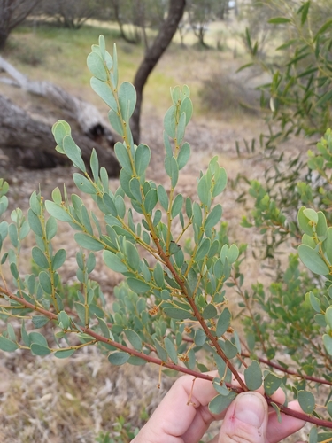 Image of Acacia brachybotrya by (c) Peter Crowcroft, some rights reserved (CC BY)