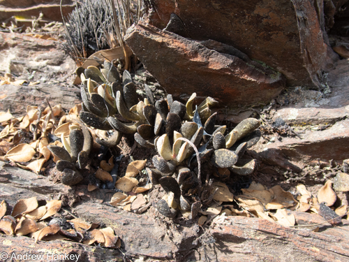 Adromischus umbraticola