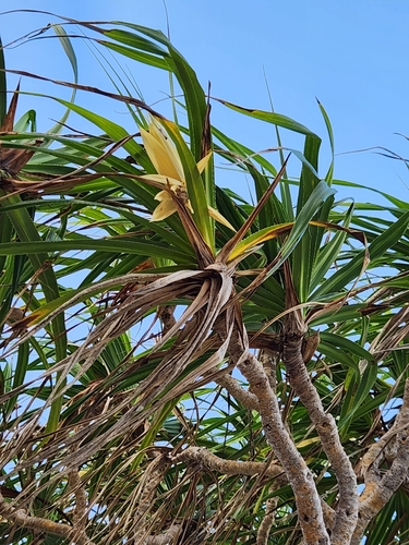 Tahitian screwpine (Pandanus tectorius)