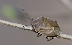 Chlorochroa pinicola