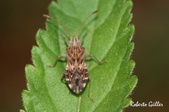 Cebrenis cauta