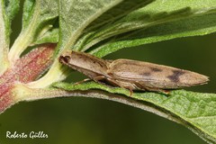 Conoderus fuscofasciatus