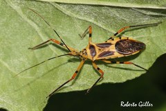 Zelus armillatus
