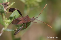 Leptoglossus concaviusculus