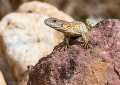 Ctenosaura pectinata