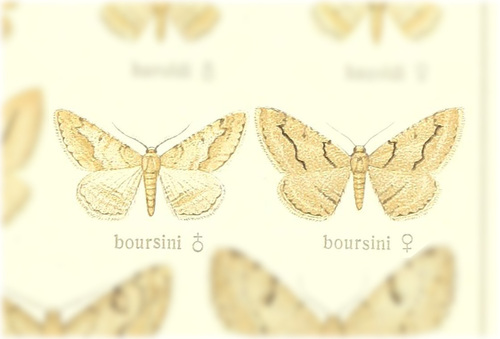 Calamodes boursini