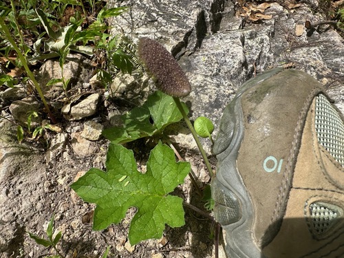 Dorstenia drakena (Dorstenia drakena)