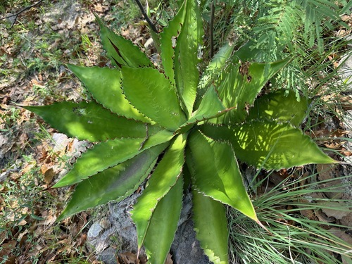 Agave bovicornuta