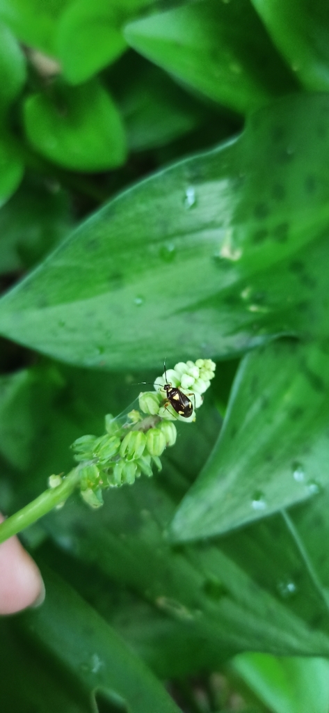 Taedia nobilitata