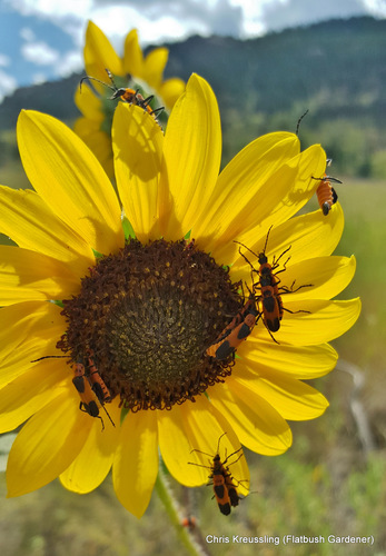 Colorado Soldier Beetle