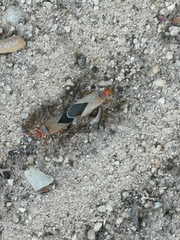 Dysdercus