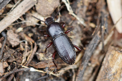 Argoporis rufipes