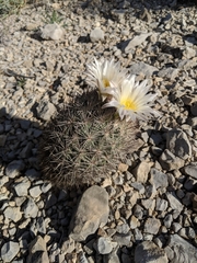 Echinomastus warnockii