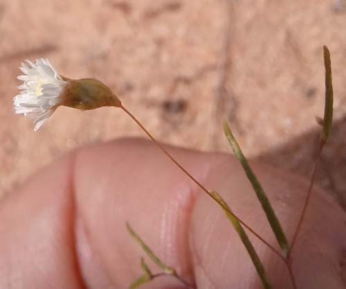 Image of Siemssenia capillaris by (c) Peter Crowcroft, some rights reserved (CC BY)