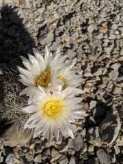 Echinomastus warnockii