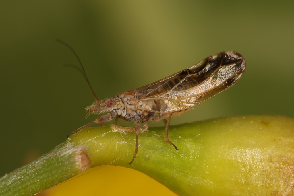 Livilla spectabilis