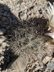 Echinomastus warnockii