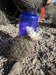 Echinomastus warnockii