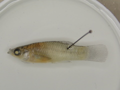 Poecilia butleri