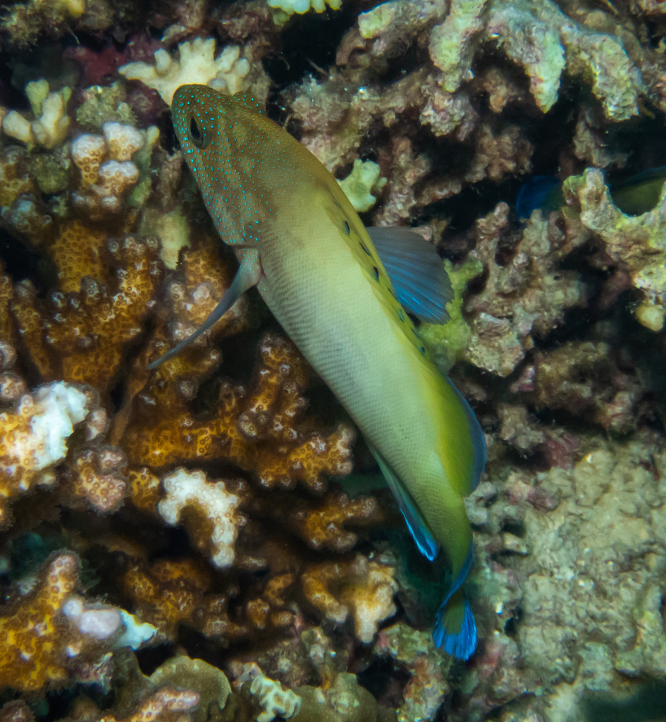 Blue-finned Rock Cod