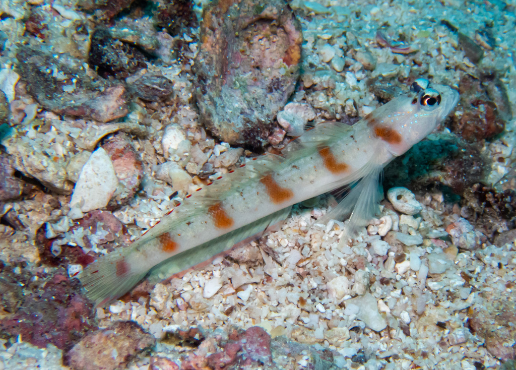 Redmargin Shrimpgoby