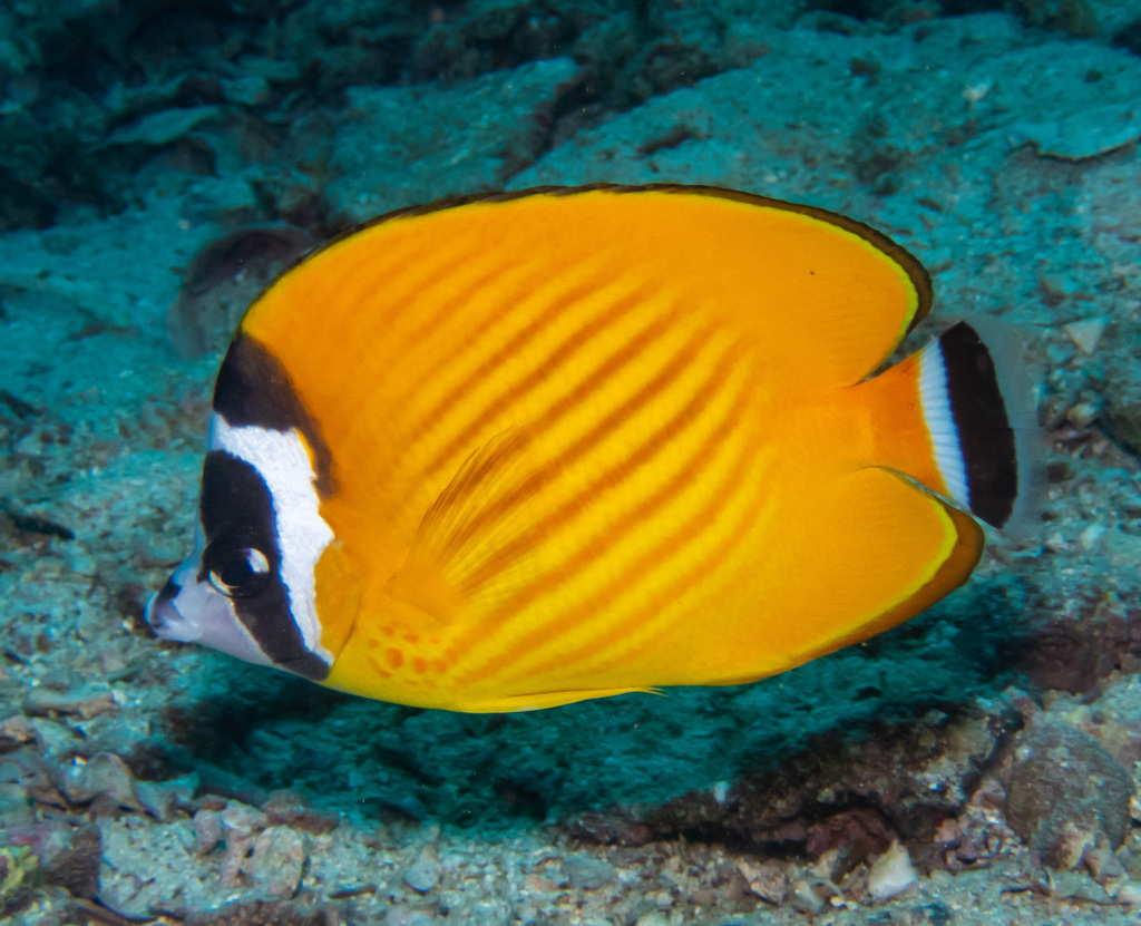 Butterflyfish