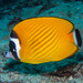 Hong Kong Butterflyfish - Photo (c) portioid, some rights reserved (CC BY-SA), uploaded by portioid