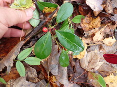 Gaultheria procumbens image