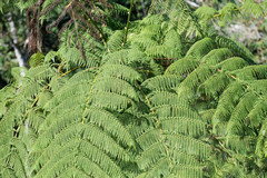 Cyathea arborea