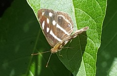 Dynamine postverta postverta