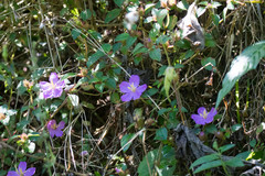 Heterotis rotundifolia