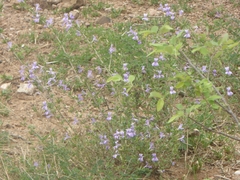 Dyschoriste hildebrandtii, photograph Ben Costamagna, CC BY, iNaturalist via GBIF
