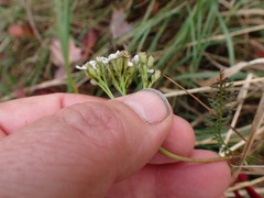Achillea millefolium image