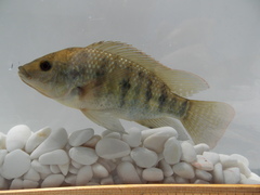 Mozambique Tilapia photo 3