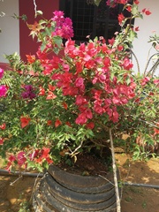 Bougainvillea