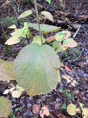 Viburnum lantanoides image
