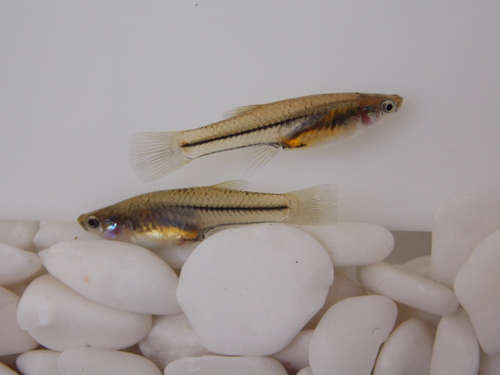 Blackstripe livebearer (Poeciliopsis prolifica) — Poeciliidae — 3
