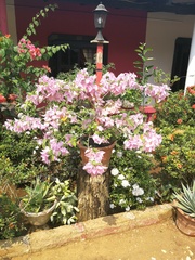 Bougainvillea