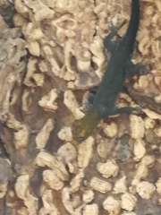Gonatodes albogularis