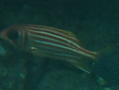 Seychelles Squirrelfish photo 3