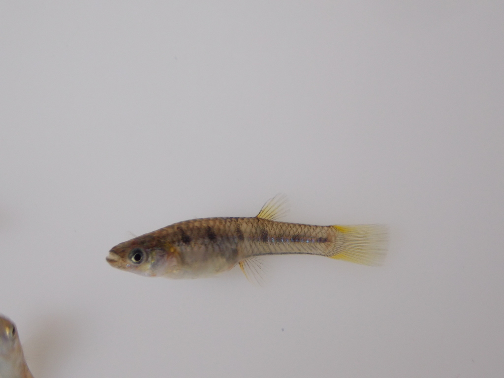 Lowland Livebearer