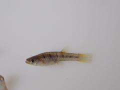 Lowland Livebearer photo 1