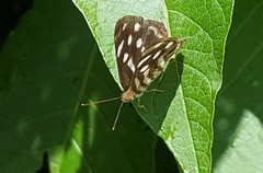 Dynamine postverta postverta