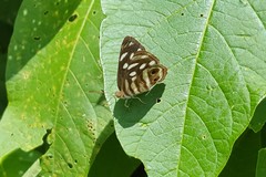 Dynamine postverta postverta