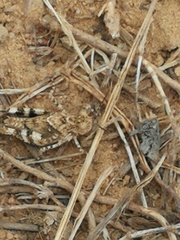 Oedipodinae