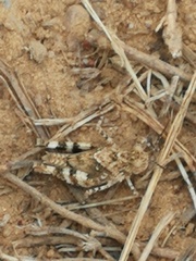 Oedipodinae