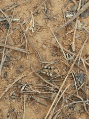 Oedipodinae