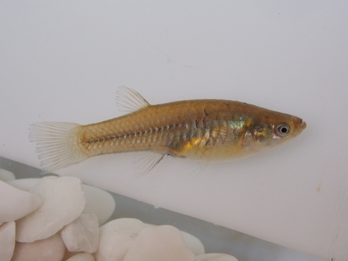 Viriosa-tandkarper (Poeciliopsis viriosa) — Poeciliidae — 3