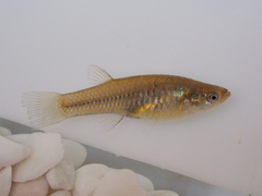 Poeciliopsis viriosa